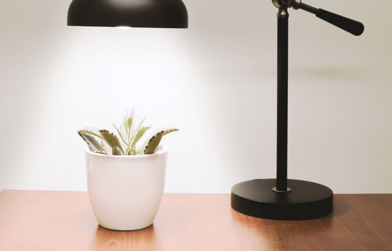 Cómo Elegir el Sistema de Iluminación Ideal para tu Hidrocultivo