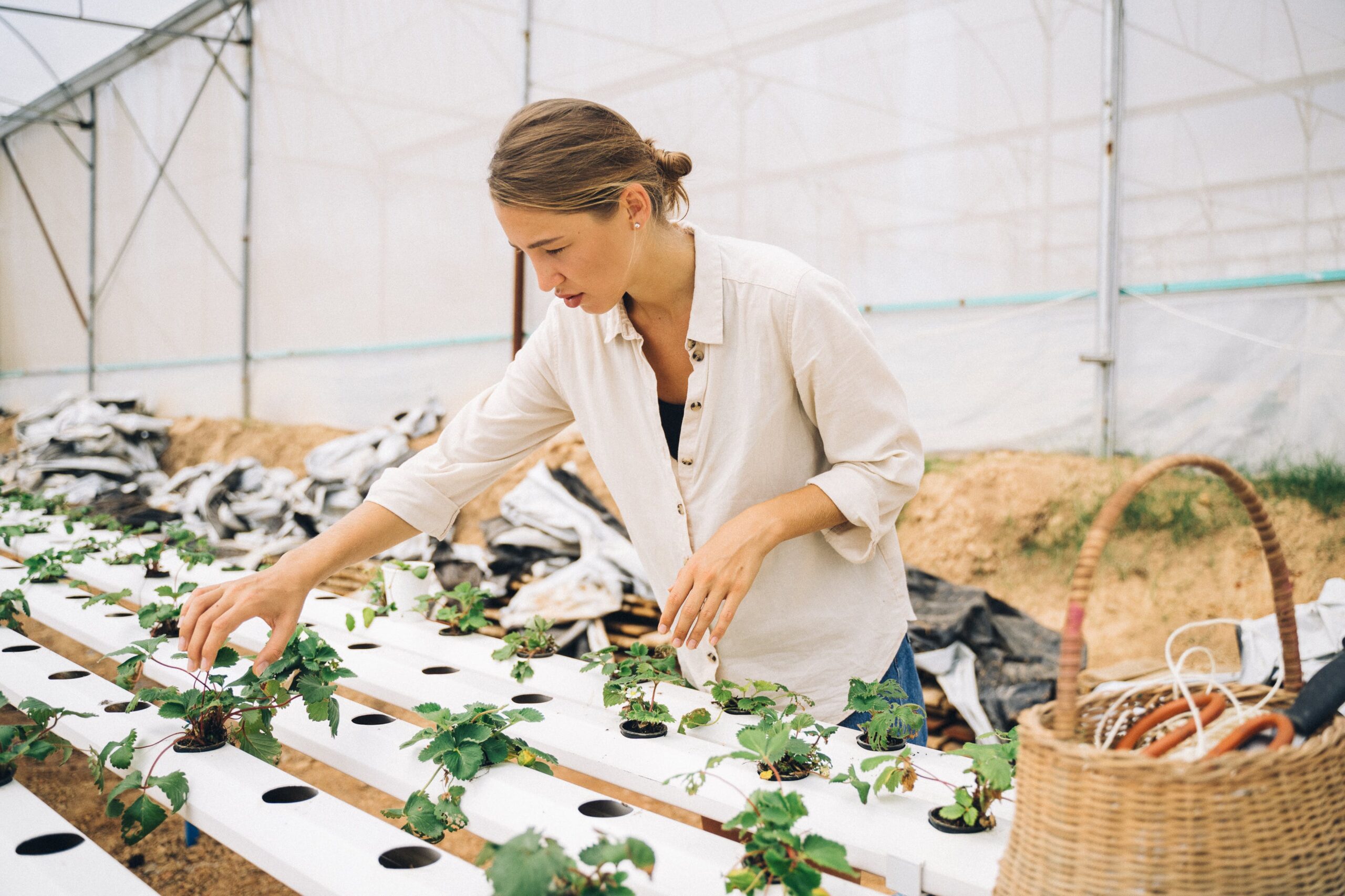 Hidrocultivo Orgánico: Cómo Cultivar Plantas Sin Pesticidas ni Herbicidas